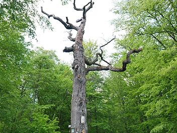 Die Bildeiche ist nur noch ein Gerippe. Aber sie darf stehen bleiben. Foto: Heike Beudert