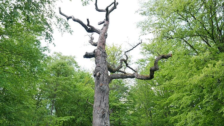 Die Bildeiche ist nur noch ein Gerippe. Aber sie darf stehen bleiben. Foto: Heike Beudert