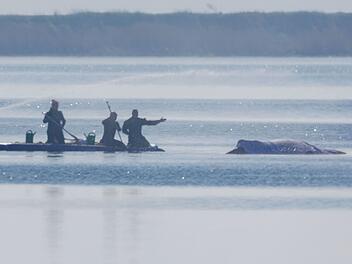 Rettungsaktion f&uuml;r den Buckelwal