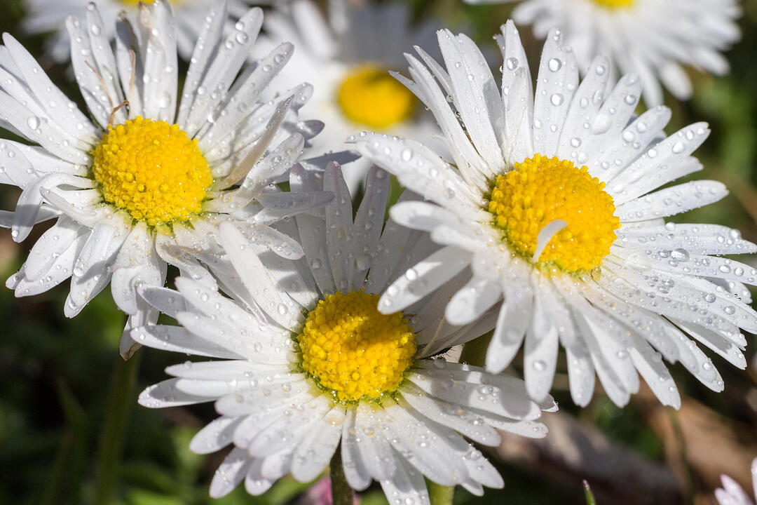 Fotos Konrad Thomann