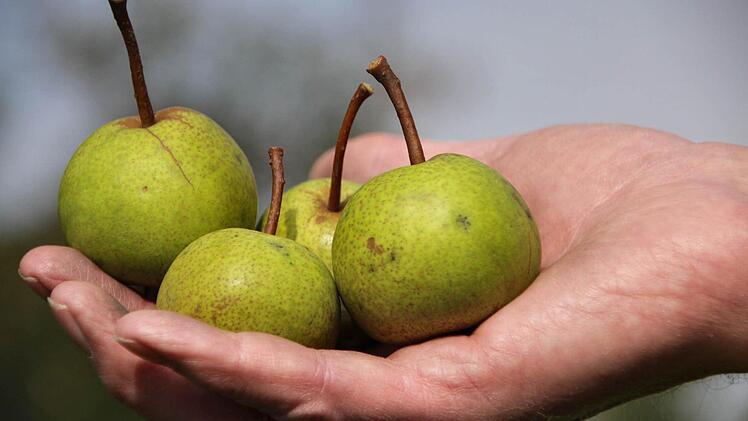 Schaut aus wie ein Apfel, ist aber eine alte Sußbirne.