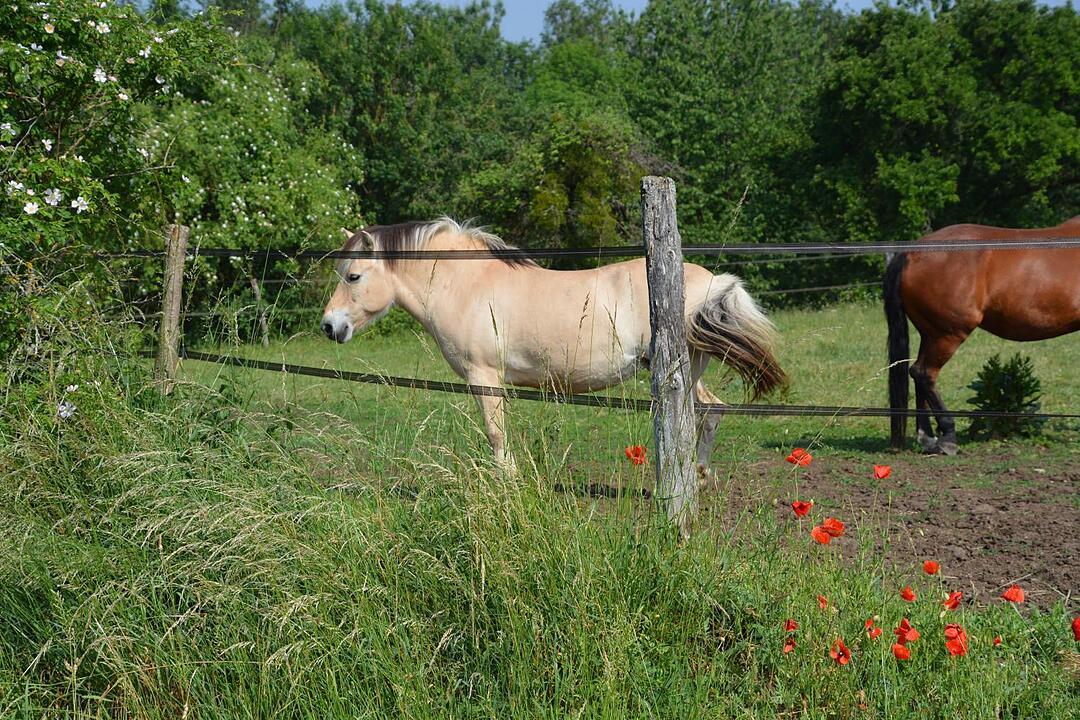 26.08.2015  Fotoreportage Heldritt