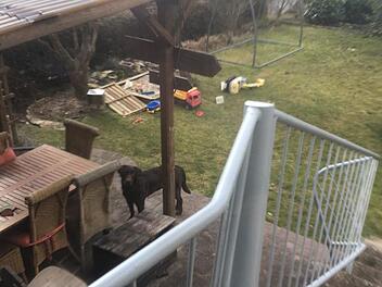 Weil er so scheu ist, existiert nur dieses Foto von dem Labrador. Das große Bild oben zeigt ein anderes Tier dieser Hunderasse. Foto: privat