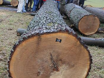 614 Euro gab's je Raummeter für diesen Stamm, der fast drei Festmeter aufweist. Dessen Stärke(n) und Schwächen erklärte  Revierförster Wolfgang Gnannt (Siebter von rechts) den Schreinermeister-Schülern auf dem Lagerplatz für Wertholz in Ebern. 8,7 Meter lang ist das gute Stück, der Durchmesser liegt durchgehend  bei 65 Zentimeter. Foto: Ralf Kestel