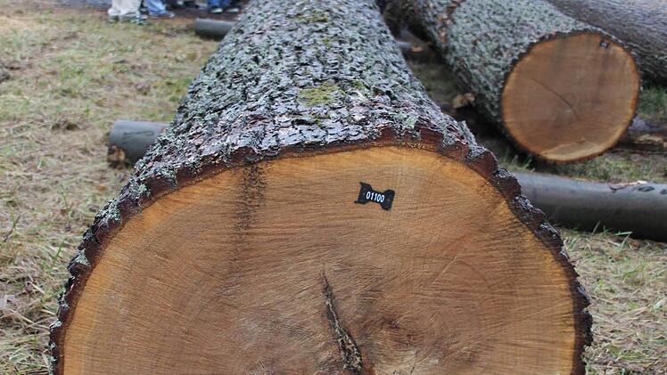 614 Euro gab's je Raummeter für diesen Stamm, der fast drei Festmeter aufweist. Dessen Stärke(n) und Schwächen erklärte  Revierförster Wolfgang Gnannt (Siebter von rechts) den Schreinermeister-Schülern auf dem Lagerplatz für Wertholz in Ebern. 8,7 Meter lang ist das gute Stück, der Durchmesser liegt durchgehend  bei 65 Zentimeter. Foto: Ralf Kestel