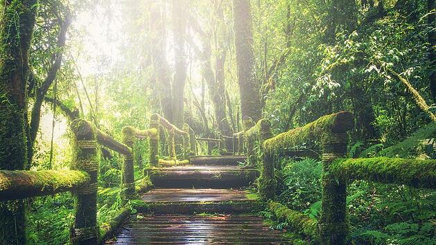 Spiel des Jahres "Tikal": Auf in den Dschungel!