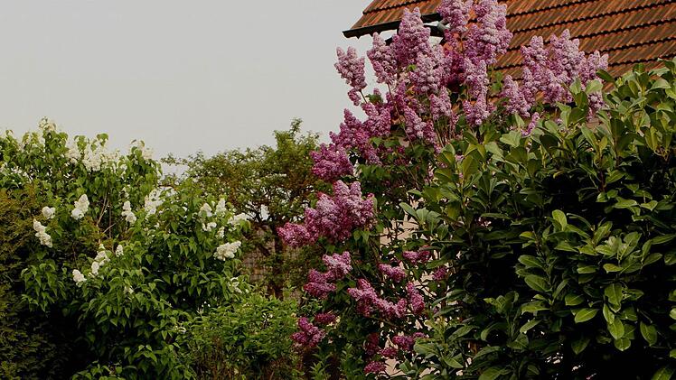 Pflanze des Jahres ist der "Sommerflieder". Jeder Ortsverein erhielt bei der Veranstaltung entsprechende Sorten. Hier ein Blick auf den Sommerflieder in einem Garten in Knetzgau.