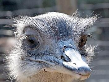 Der Nandu im Wildpark Hundshaupten. Foto: Josef Hofbauer