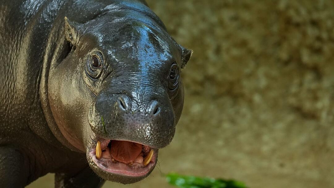 Flusspferd Toni im Berliner Zoo
