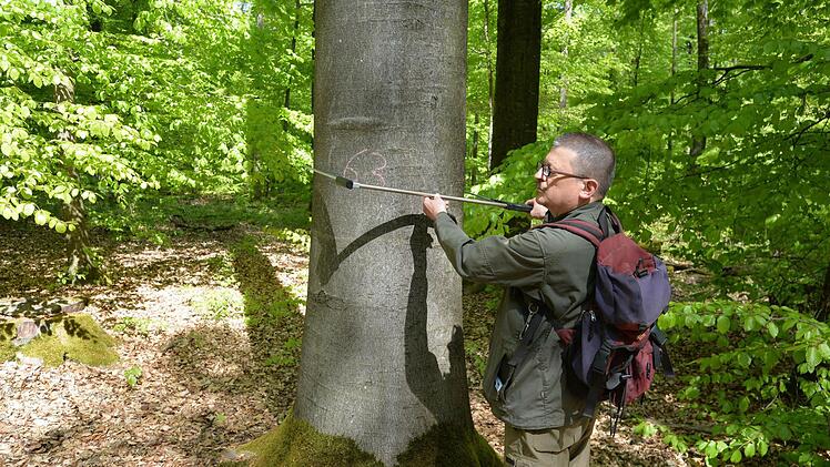Günther Oltsch misst: Eine von rund 5000 Starkbuchen im Hohen Buchenen Forst. Foto: Ronald Rinklef