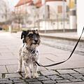 Im  oberfränkischen Schwarzenbach schlug und trat eine Frau ihren Hund vor einer Netto-Bäckerei. Symbolfoto: K. Thalhofer/Adobe Stock