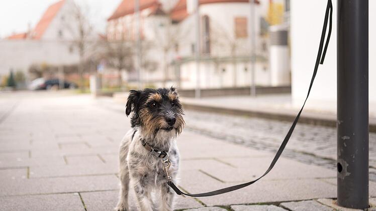 Im  oberfränkischen Schwarzenbach schlug und trat eine Frau ihren Hund vor einer Netto-Bäckerei. Symbolfoto: K. Thalhofer/Adobe Stock