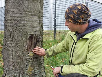 Tino Motschmann begutachtet einen Anfahrschaden an einem Baum, den dieser durch Überwallung (Kallus) selbst "repariert" hat.  Foto: Popp