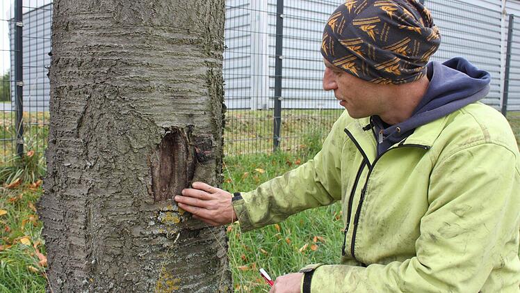 Tino Motschmann begutachtet einen Anfahrschaden an einem Baum, den dieser durch Überwallung (Kallus) selbst "repariert" hat.  Foto: Popp