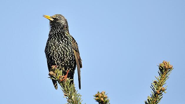 Der Star, "Vogel des Jahres 2018", ist zur&uuml;ck und begr&uuml;&szlig;t &uuml;berall im Landkreis wie hier in Langensendelbach das Fr&uuml;hjahr mit seinem un&uuml;berh&ouml;rbaren Balzgesang. Foto: Annelore Schneider