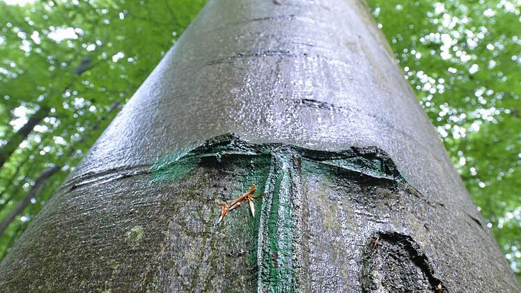 Geschützt - nicht geschützt - doch geschützt? Vor lauter Buchen ist der Steigerwald oft nicht mehr klar zu sehen. Foto: Ronald Rinklef
