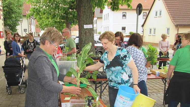 Mit Eimern und Kartons eilten die Besucher zur Pflanzentauschbörse in Untererthal.  Foto: Winfried Ehling