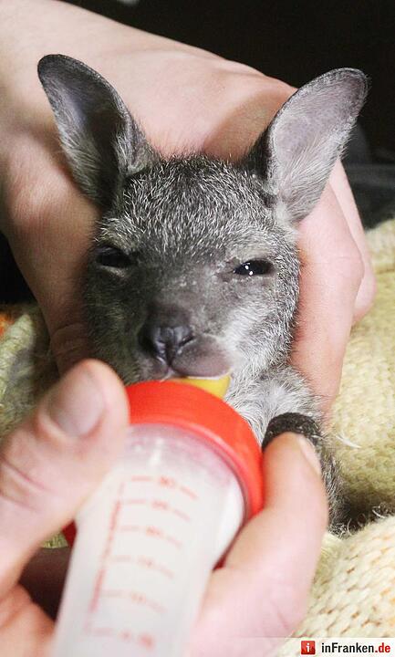 Kängurubaby im Tierpark Köthen
