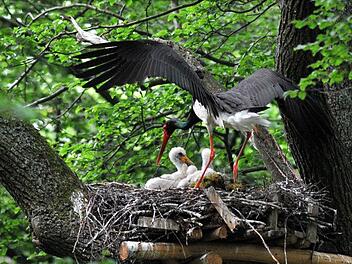 Ein Schwarzstorch fliegt zu seinem Horst in der Rhön, in dem drei hungrige Jungvögel warten. Foto: Arnulf Müller