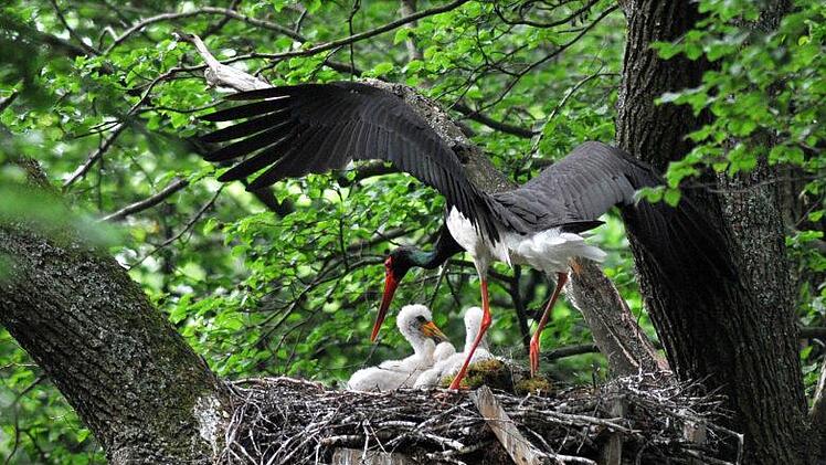 Ein Schwarzstorch fliegt zu seinem Horst in der Rhön, in dem drei hungrige Jungvögel warten. Foto: Arnulf Müller