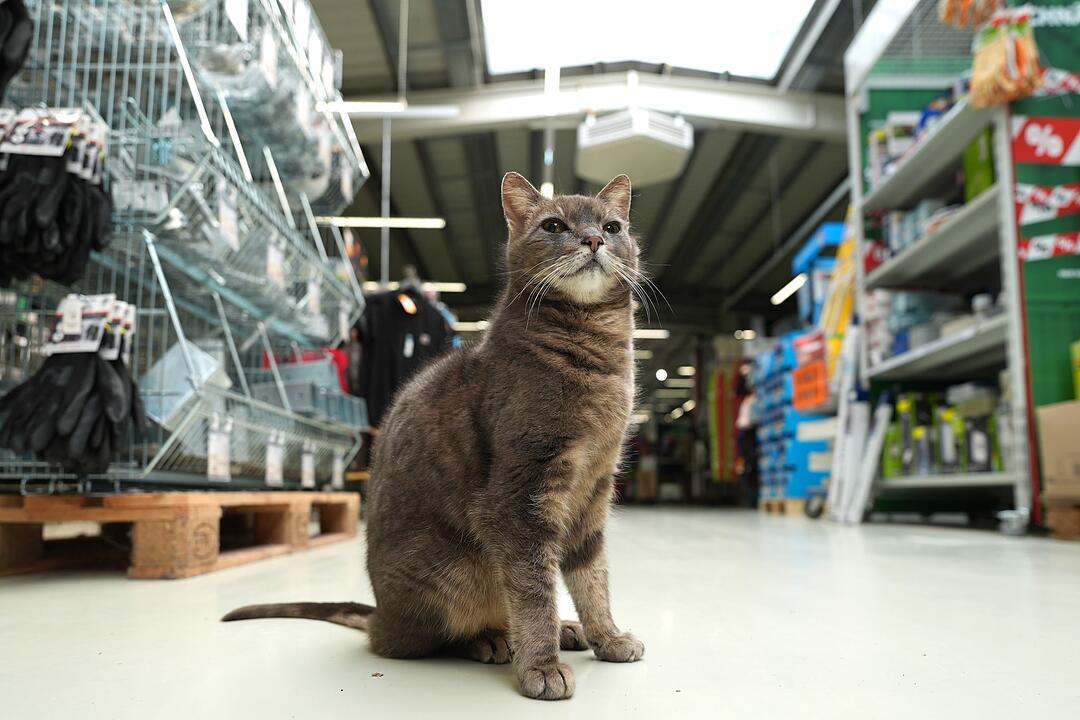 Katze "Lotti" lebt in Baumarkt