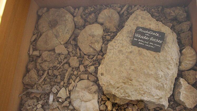 In der Vinothek der Müllers wird in einer in einen Tisch eingelassenen Vitrine ein Stein aus Muschelkalk präsentiert.