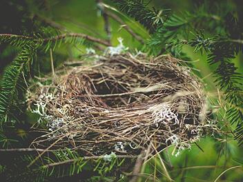 Vögel beim Nestbau zu unterstützen ist nicht nur wichtig -  sondern auch ganz einfach.  Symbolfoto: Free-Photos/pixabay.com