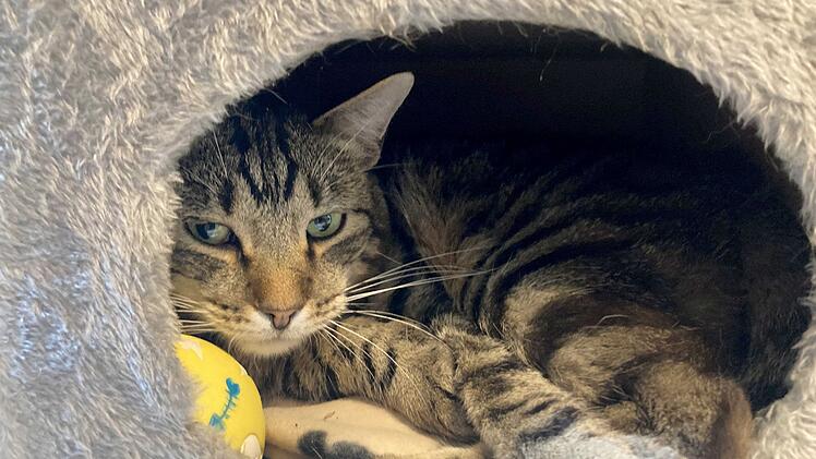 Kater Ben im Tierheim «Katzenparadies» Neustrelitz.
