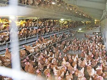 Legehennen im Betrieb Vogler in Neuwirtshaus. Fotos:Gerd Schaar