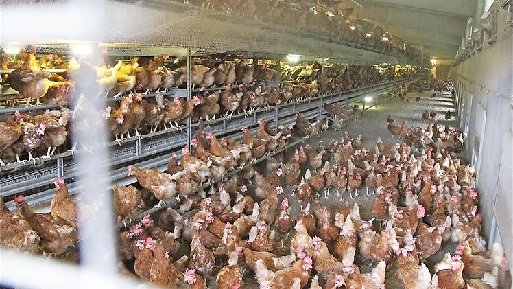 Legehennen im Betrieb Vogler in Neuwirtshaus. Fotos:Gerd Schaar