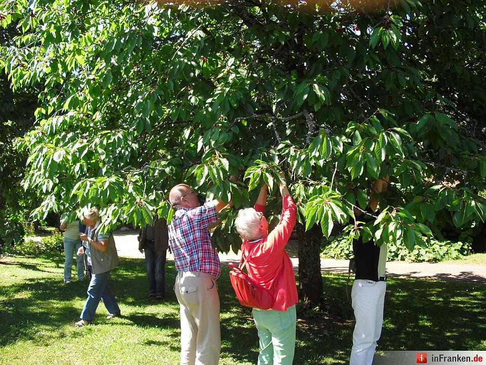 ABO Plus Kirscherntenfahrt 10.07.2015