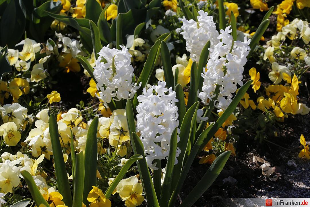Blumen und mehr: Die Landegartenschau 2016 Bayreuth