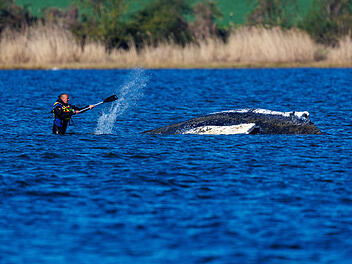 Entwicklung zum Buckelwal "Timmy" in der Ostsee