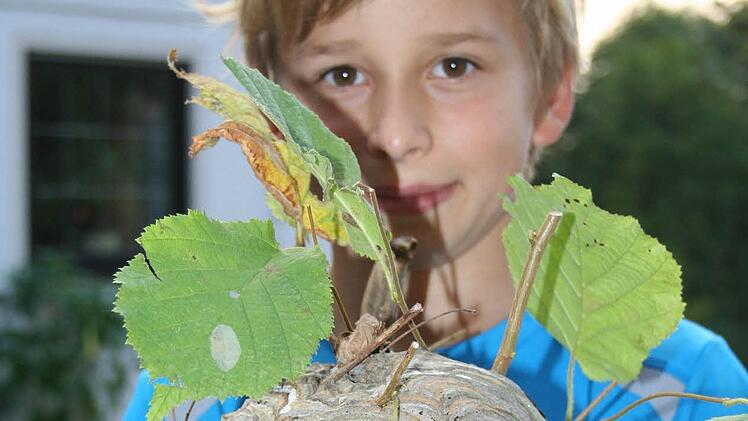 Der kleine Tim präsentiert das große Wespennest.  Foto: A. Oswald