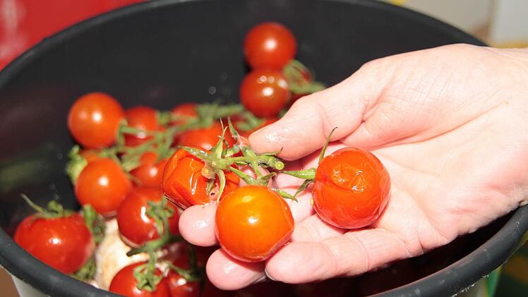 Jedes einzelne produkt muss kontrolliert werden. Die zerdrückten Tomaten wären am nächsten Tag schimmlig oder faulig. Foto: Dagmar Besand