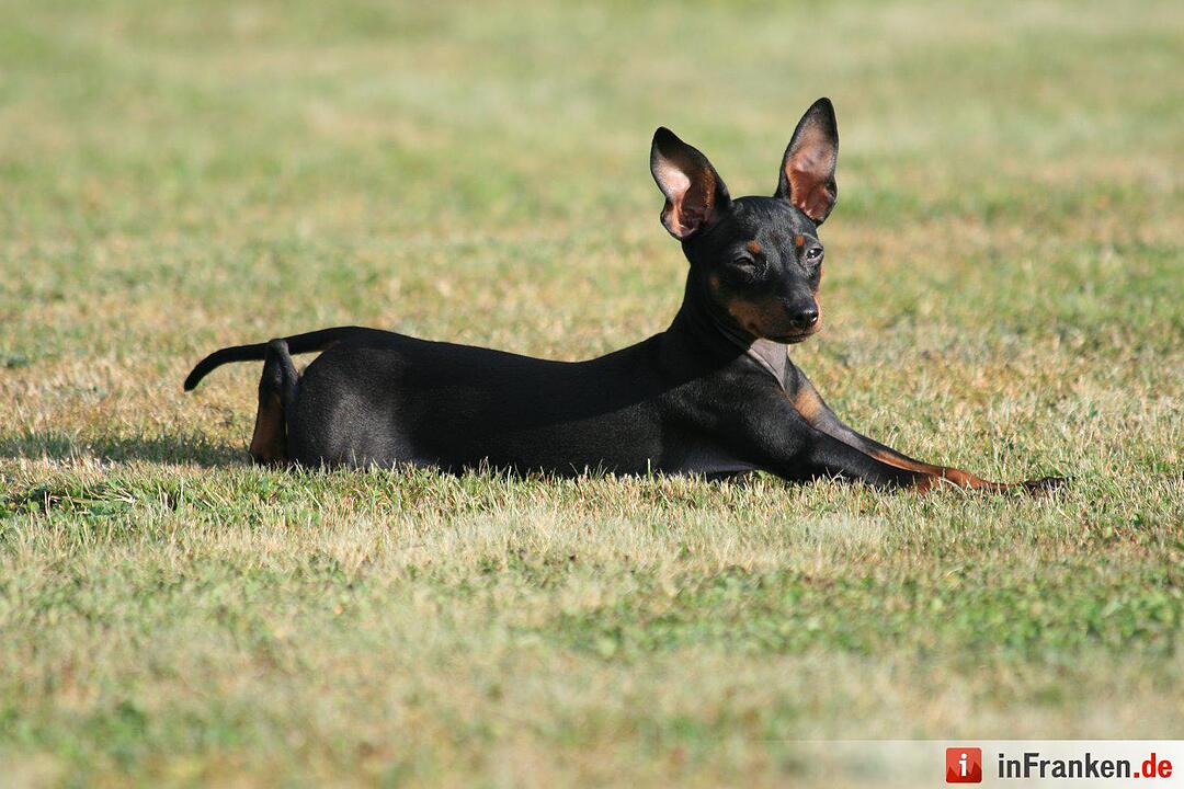 Auf den Hund gekommen: Die schönsten fränkischen Hunde unserer Nutzer