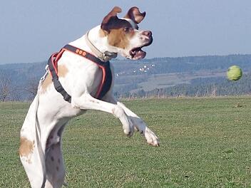 Carlitos liebt es, mit B&auml;llen zu spielen. Foto: Tierheim Kronach