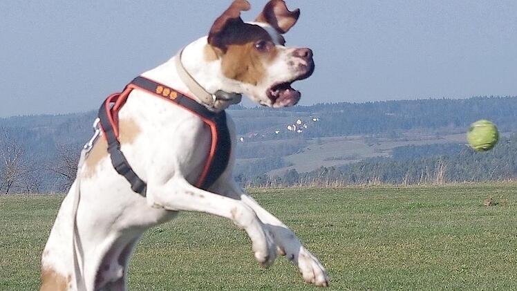 Carlitos liebt es, mit B&auml;llen zu spielen. Foto: Tierheim Kronach