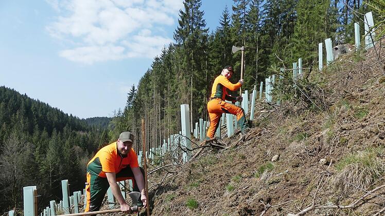 Sie schaffen den Klimawald: Die Forstwirt-Azubis Johannes W&ouml;rner und Robin Seitz (von links) pflanzen Elsbeeren im Forstrevier Wilhelmsthal.  Foto: BaySF