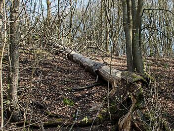 Viele Bäume im Bereich des Herzogswegs sind durch die extreme Trockenheit der letzten Jahre nicht mehr standfest und müssen gefällt werden.Foto: Jochen Berger