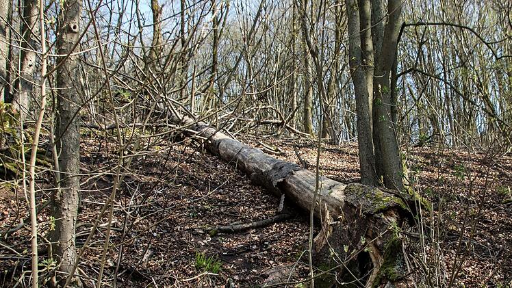 Viele Bäume im Bereich des Herzogswegs sind durch die extreme Trockenheit der letzten Jahre nicht mehr standfest und müssen gefällt werden.Foto: Jochen Berger