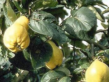 Die Echte Quitte sieht man nur noch selten. Die Früchte dieses wenig bekannten Obstgehölzes werden etwa zwölf Zentimeter groß und erinnern mit ihrer Form an Äpfel oder Birnen. Sie lassen sich zu den unterschiedlichsten Delikatessen verarbeiten.   Foto: PdM