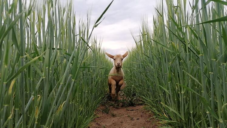 Das Bild zeigt das junge Rotkopfschaf Nala – eine Handaufzucht