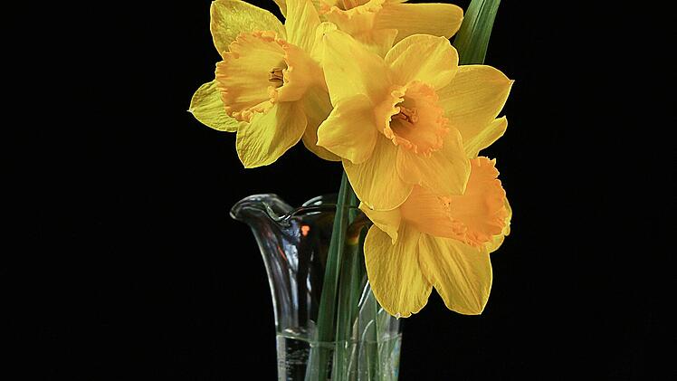 Frühlingszwiebeln sind mit Narzissen verwandt und lassen sich daher am besten in einem Glas Wasser oder einer Vase frisch halten.