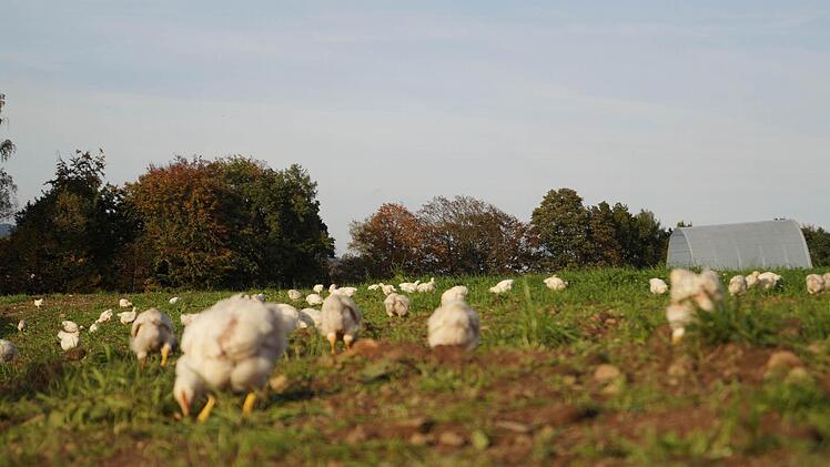 Die Bio-Hähnchen haben viel Auslauf im Grünland.  Foto: Hanna