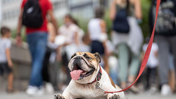 Eine Englische Bulldogge liegt hechelnd auf der Strasse