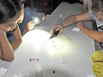 Am kommenden Mittwoch, 3. Oktober, findet am Jack-Steinberger-Gymnasium der diesj&auml;hrige Vivariumstag statt.  Foto: Agnes Brath