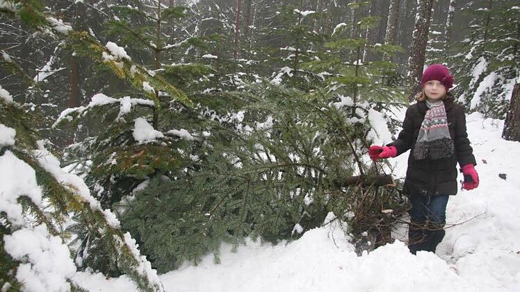 Da waren die Augen wohl größer als das Wohnzimmer: Amelie Schreier (9) hat den schönen Christbaum für das Wohnzimmer ausgesucht und Papa Frank (45) hat ihn artig gefällt. Doch Mama Claudia Schreier (41) lachte, denn er Baum ist um mehr als einen Meter zu lang und muss wohl noch mindestens einen Kranz abgeben.