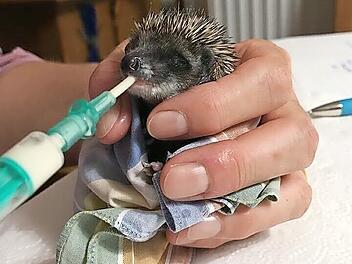 Alle drei Stunden mussten die Igelbabys gefüttert werden.