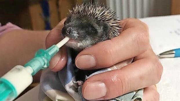 Alle drei Stunden mussten die Igelbabys gefüttert werden.
